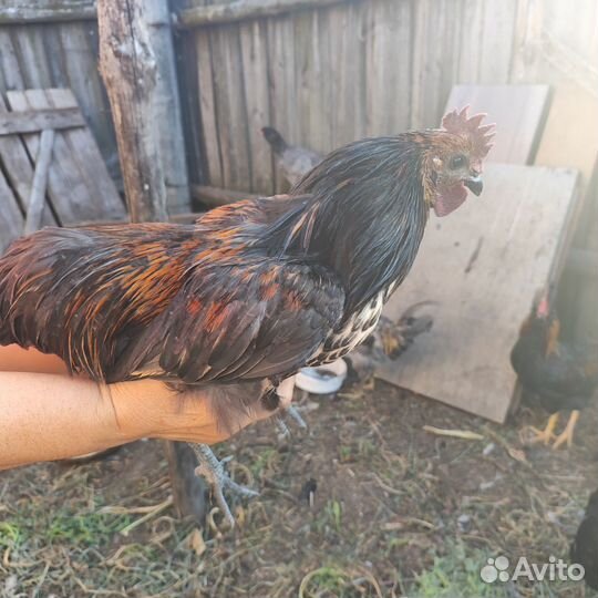 Петух на племя