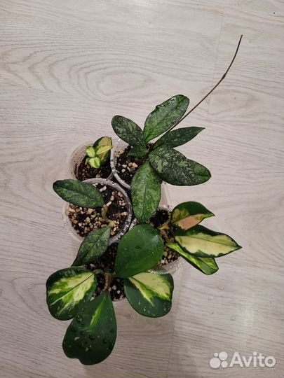 Хойи сортовые