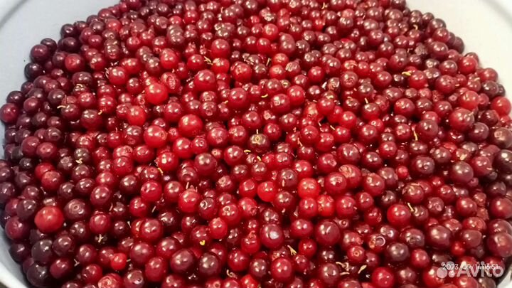 Брусника свежая