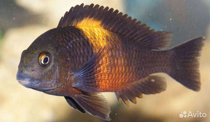 Аквариумные рыбки цихлиды