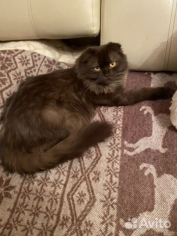 Шотландский кот на вязку