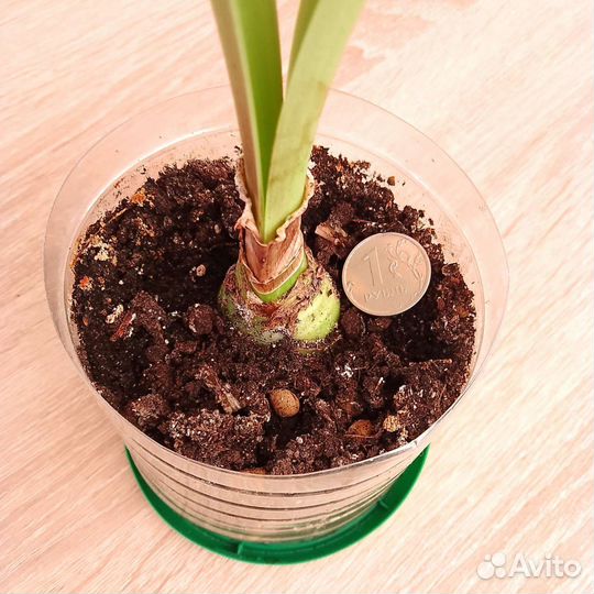 Гиппеаструм