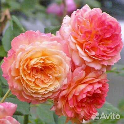 Роза Андрэ Тюрка саженцы