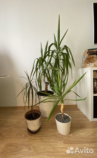 Пальма юкка, драцена