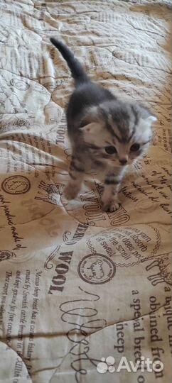 Шотландские котята