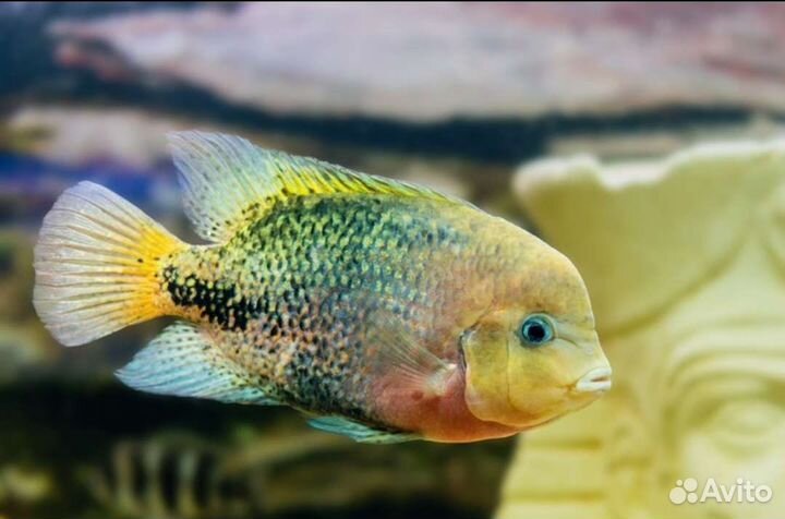 Цихлазома Вьеха Радужная (Vieja synspilum)