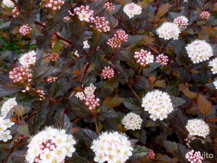 Пузыреплодники