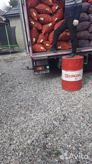 Орех грецкий(объем)