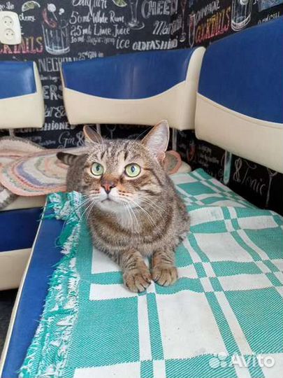 Котик в добрые руки