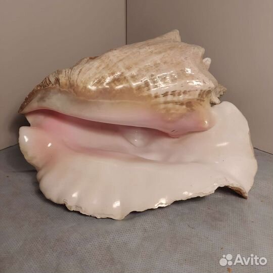 Ракушка огромная