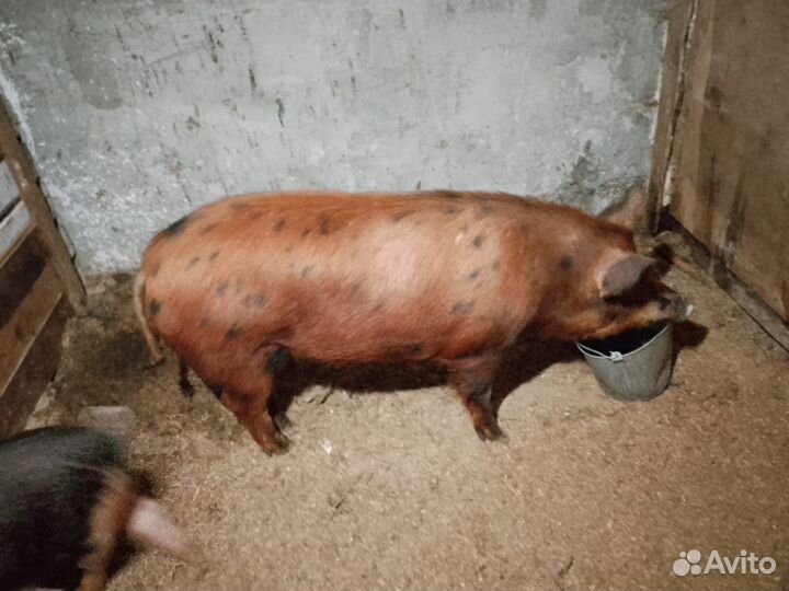 Свиноматка