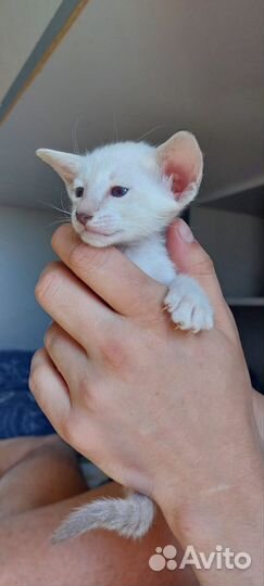 Ориентальные котята