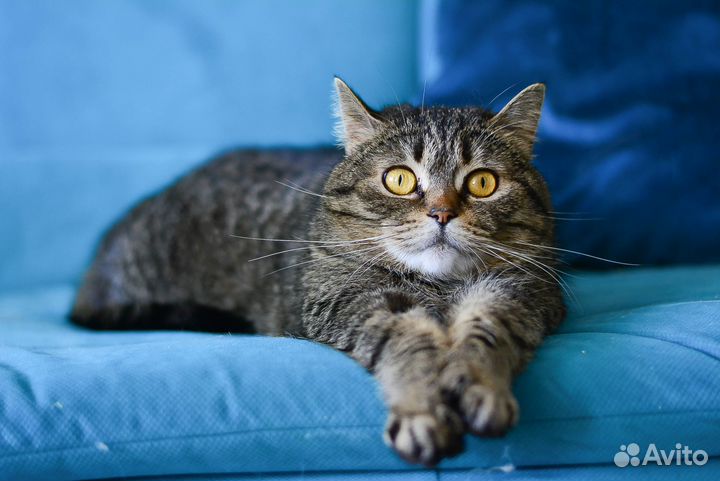 Кошка для охраны