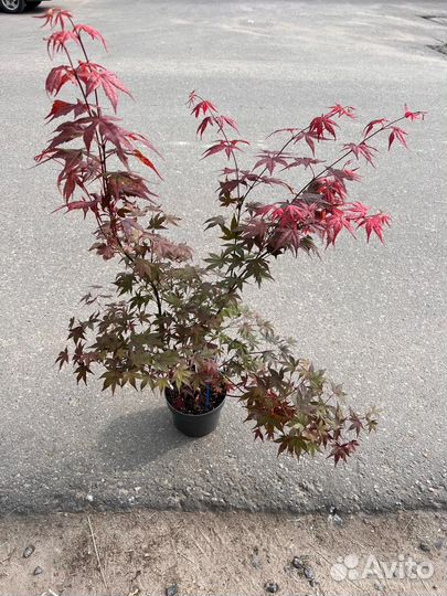 Красный клен