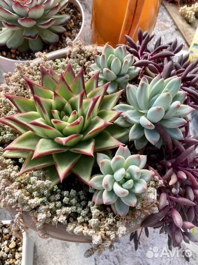 Суккуленты