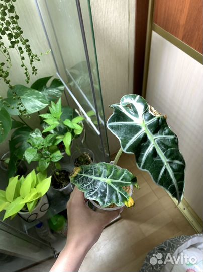Алоказия полли