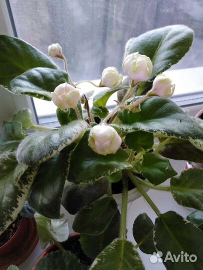 Укорененные листья фиалок