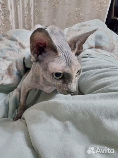 Канадский сфинкс