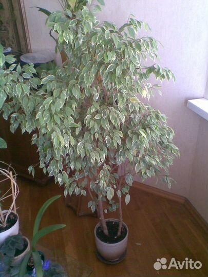 Фикус Бенджамен 1,60 м,три Отдельных Ствола,Керам