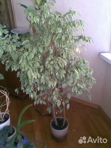 Фикус Бенджамен 1,60 м,три Отдельных Ствола,Керам