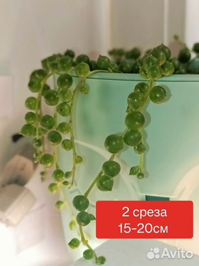 Суккуленты распродажа 150р