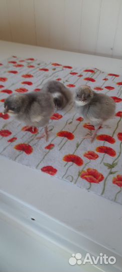 Цыплята доминанты,суточные,месячные