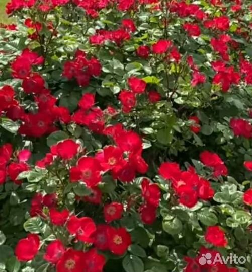 Роза Робуста