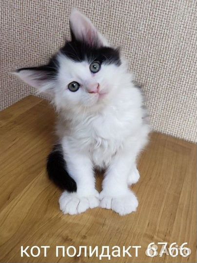 Котик мейн-кун полидакт