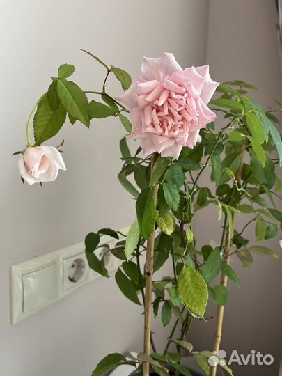 Роза Бенгальская (комнатная) густомахровая