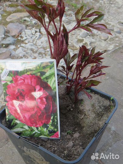 Пионы деленки, для посадки