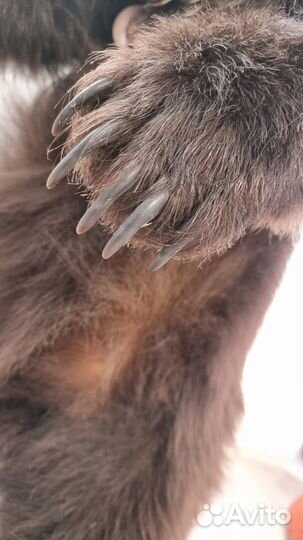 Чучело медвежонка (имитация)