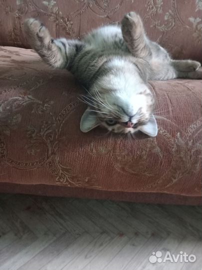 Котик в добрые руки