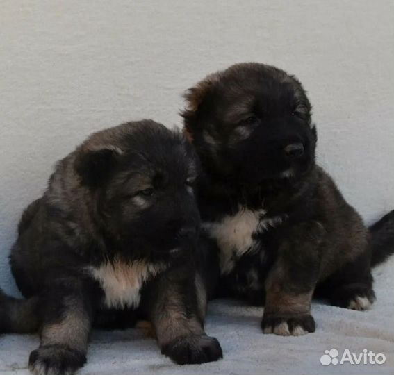 Щенки кавказской овчарки