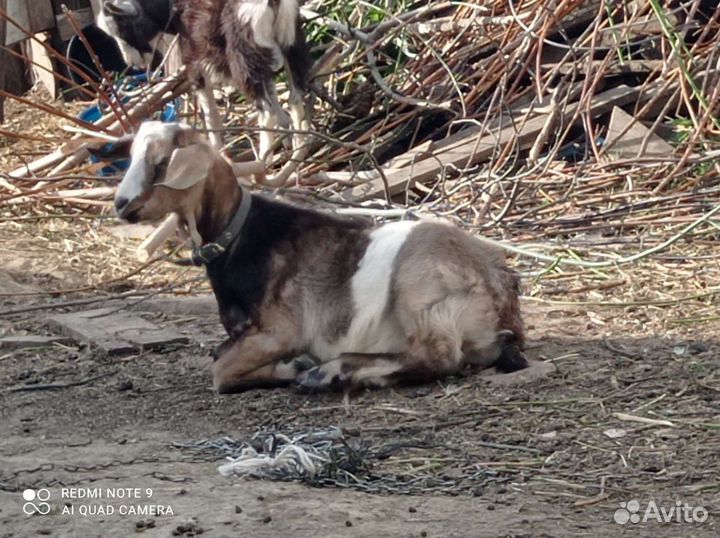 Козла чешского