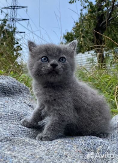 Британская кошка