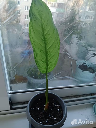 Диффенбахия