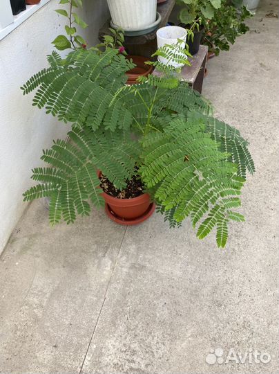 Делоникс королевский (огненое дерево )