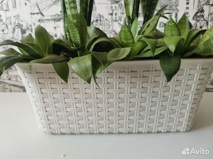 Сансевиерия