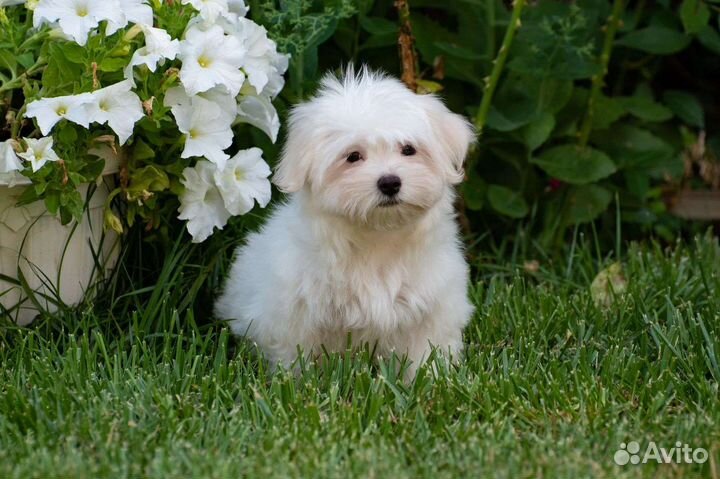 Мальтезе щенки