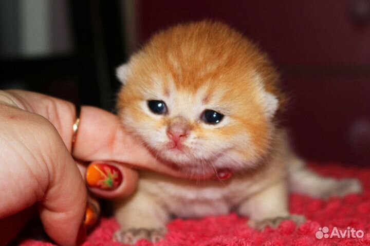 Котята британские золотые шиншиллы