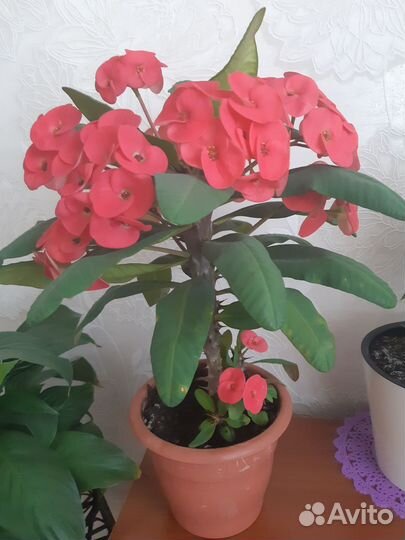 Молочай миля