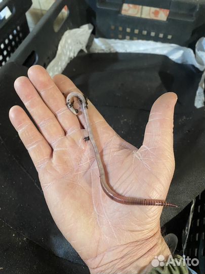 Червь Дендробена