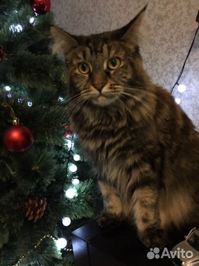 Домашняя передержка животных