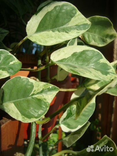 Пуансетия, плющ