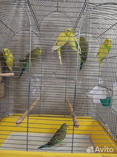 Птенцы волнистый попугай