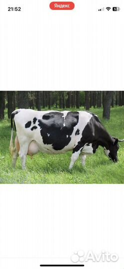Продам корову