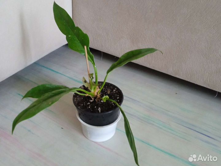 Филодендрон Джангл буги