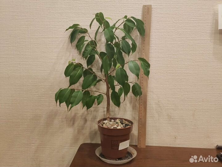 Фикус бенджамина с горшочком