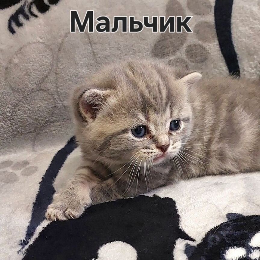 Шотландские котята