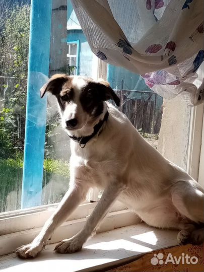 Щенок в дар. Девочка- крупняшка. 5 месяцев